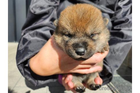 成約済の長崎県の柴犬-220137の3枚目