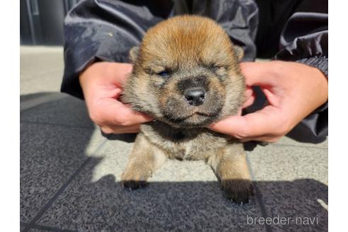成約済の長崎県の柴犬-220137の4枚目
