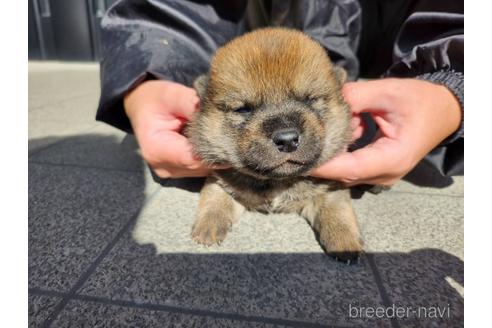 成約済の長崎県の柴犬-220137の5枚目