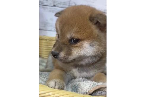 成約済の静岡県の柴犬-220166の3枚目