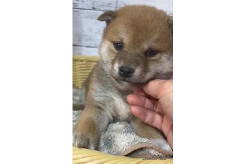 成約済の静岡県の柴犬-220166の4枚目