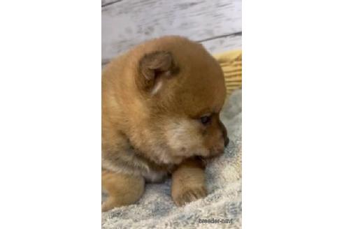 成約済の静岡県の柴犬-220167の7枚目