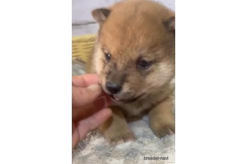 成約済の静岡県の柴犬-220167の3枚目