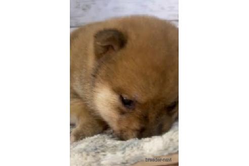 成約済の静岡県の柴犬-220167の4枚目