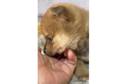 成約済の静岡県の柴犬-220167の2枚目
