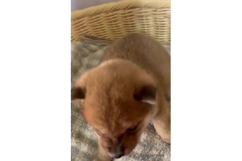 成約済の静岡県の柴犬-220167の6枚目
