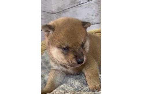 成約済の静岡県の柴犬-220167の5枚目