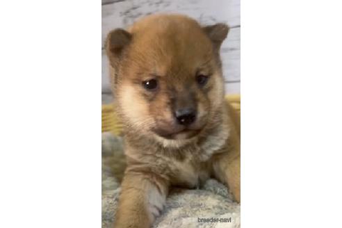 成約済の静岡県の柴犬-220167