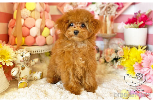 成約済の愛知県のタイニープードル-212422の2枚目