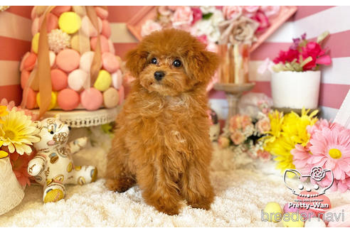 成約済の愛知県のタイニープードル-212422の3枚目