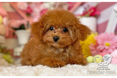 成約済の愛知県のタイニープードル-212422の4枚目