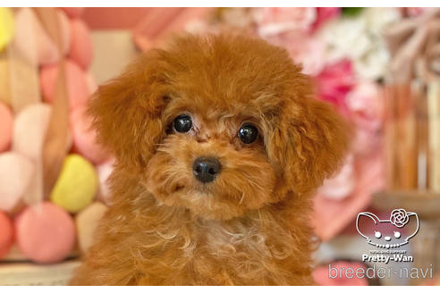 成約済の愛知県のタイニープードル-212422の1枚目