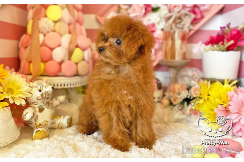 成約済の愛知県のタイニープードル-212422の5枚目