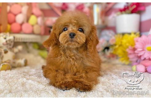 成約済の愛知県のタイニープードル-208559の1枚目