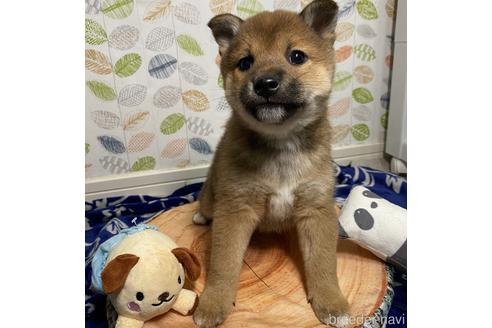 成約済の愛知県の柴犬-219167の5枚目