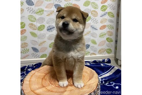 成約済の愛知県の柴犬-219241の6枚目