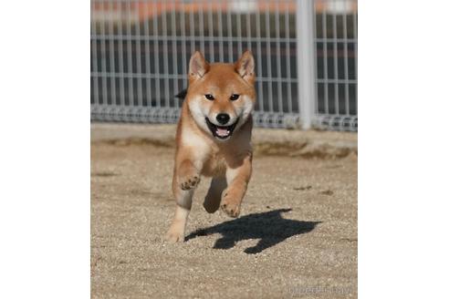 成約済の愛媛県の柴犬-220334の1枚目