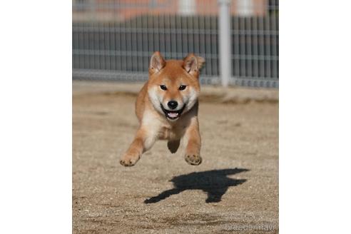 成約済の愛媛県の柴犬-220334の8枚目