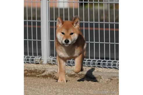 成約済の愛媛県の柴犬-220334の3枚目