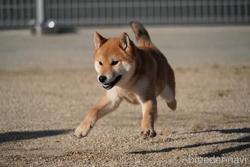 成約済の愛媛県の柴犬-220334の5枚目