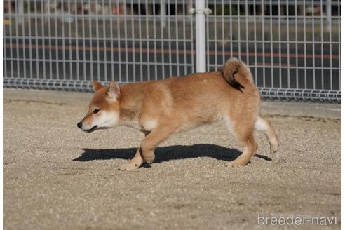 成約済の愛媛県の柴犬-220334の6枚目