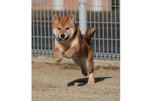 成約済の愛媛県の柴犬-220334の2枚目