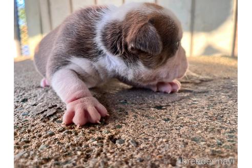 成約済の沖縄県のミックス犬-220009の2枚目