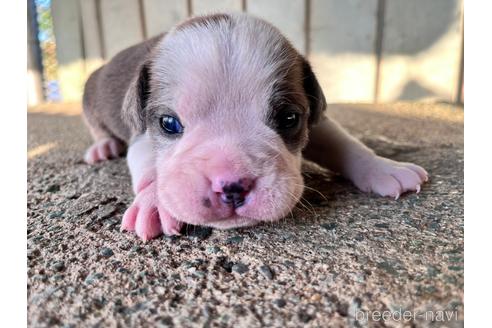 成約済の沖縄県のミックス犬-220009の3枚目