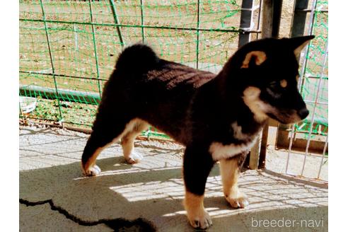 成約済の千葉県の柴犬-210737の3枚目