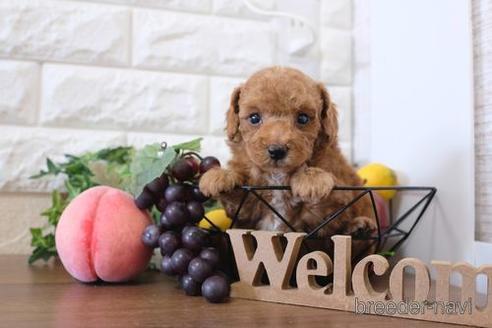 成約済の滋賀県のトイプードル-220402の1枚目