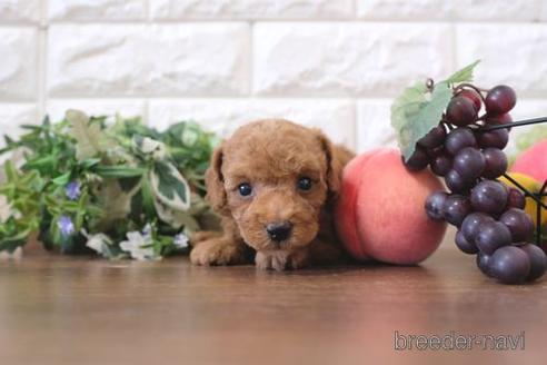 成約済の滋賀県のトイプードル-220402の4枚目