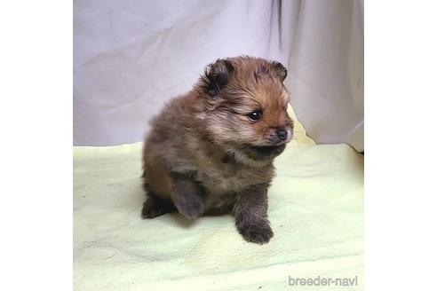 成約済の茨城県のポメラニアン-220416の10枚目