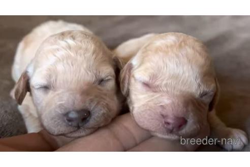 成約済の茨城県のミックス犬-220434の2枚目