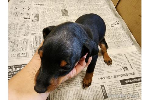 成約済の愛知県のミニチュアピンシャー(ミニピン)-220442の4枚目