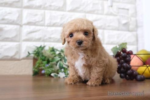 成約済の滋賀県のトイプードル-217643の6枚目