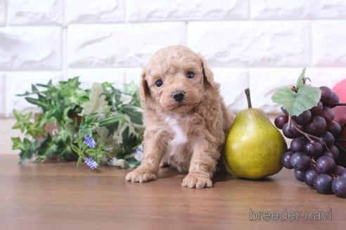 成約済の滋賀県のトイプードル-217643の3枚目
