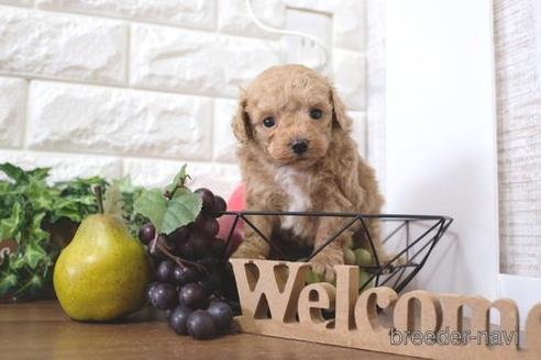 成約済の滋賀県のトイプードル-217643の2枚目