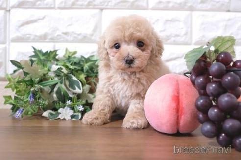 成約済の滋賀県のトイプードル-217645