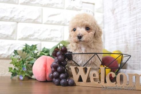 成約済の滋賀県のトイプードル-217645の6枚目