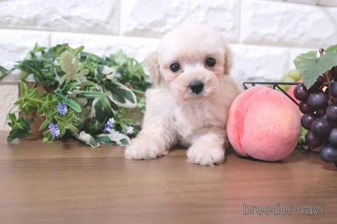 成約済の滋賀県のトイプードル-217650