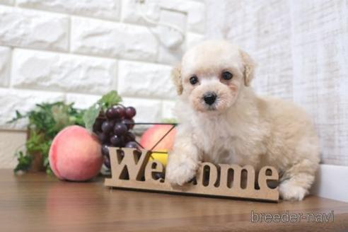 成約済の滋賀県のトイプードル-217650の6枚目