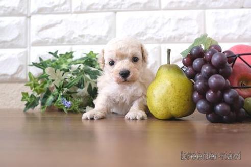 成約済の滋賀県のトイプードル-217650の2枚目