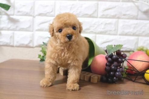 成約済の滋賀県のトイプードル-217651