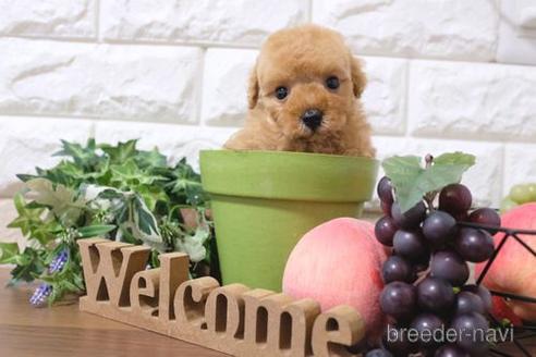 成約済の滋賀県のトイプードル-217651の6枚目