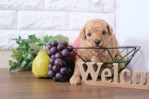 成約済の滋賀県のトイプードル-217651の3枚目