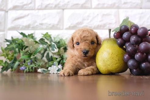 成約済の滋賀県のトイプードル-217651の2枚目