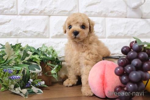 成約済の滋賀県のトイプードル-217652