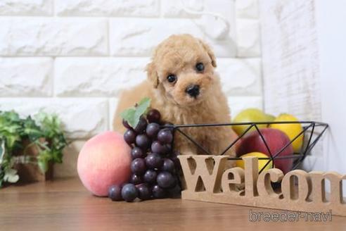 成約済の滋賀県のトイプードル-217652の6枚目