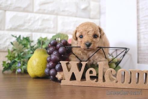 成約済の滋賀県のトイプードル-217652の2枚目