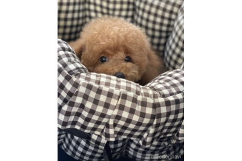 成約済の福岡県のトイプードル-220488の3枚目